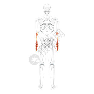 半径 以部分透明的骨头姿势向背视面显示部分透明骨骼位置 解剖正确图片