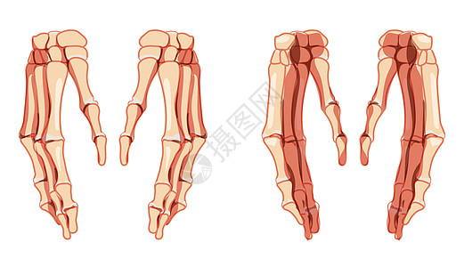 手骨架人体正面和背面视图 一组腕骨 手腕 掌骨 指骨 解剖学上正确的 3D 逼真图片