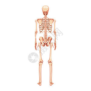 人类后背视觉 现实主义的平板自然颜色概念 解剖生理图解矢量插图骨骼科学身体脊柱肩胛骨药品手臂肋骨颅骨股骨背景图片
