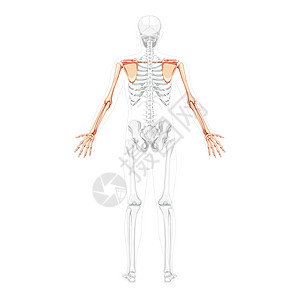 肩穿人背视角 两臂双臂的骨骼上肢臂 部分骨头姿势透明图片