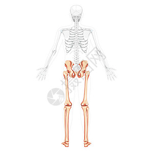 双腿 脚脚 脚踝 脚踝 侧臂张开部分透明体形的Skeleton背向视图插画