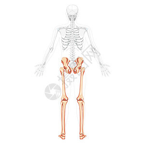 双腿 脚脚 脚踝 脚踝 侧臂张开部分透明体形的Skeleton背向视图图片