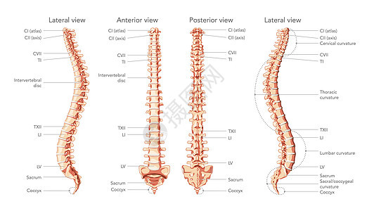 人脑脊椎柱在前 后 侧视图上贴有标签的主要部分 并带有和不含间垂直盘片图片