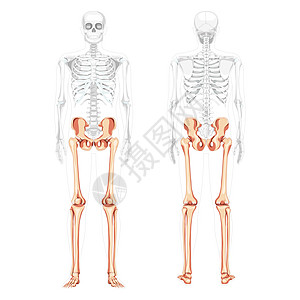 骨架下肢人体骨盆与腿 大腿脚 脚踝前视图部分透明的身体 解剖学上图片