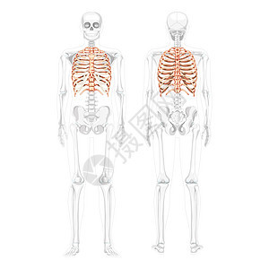 人类前视线背后有部分透明的骨头姿势 一套解剖正确且符合3D现实的3D模型图片