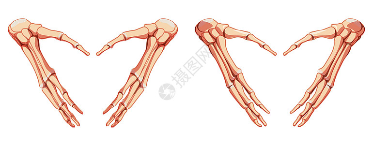 手骨骼人体正面图 一组腕骨 手腕 掌骨 指骨 解剖学上正确的 3D 逼真平面图片