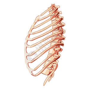 人类骨骼系统侧面观点 现实的胸形解剖学正确无误的3D平坦自然概念图片