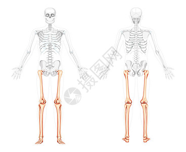 人类前视镜背面有两只手臂 骨骼部分透明 Fibula(Fibula)图片