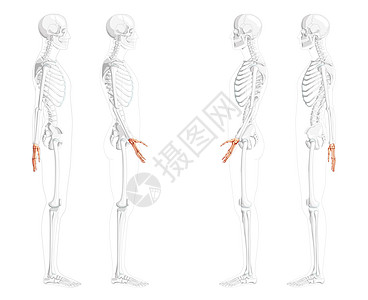 具有部分透明骨骼位置的骷髅手人侧视图 一组腕骨 手腕 掌骨 指骨 3D图片