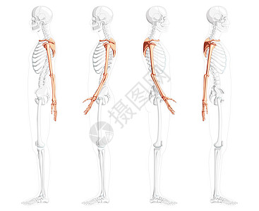 上肢臂有肩套在人类侧面的肩膀上 部分骨骼位置透明 一套手图片