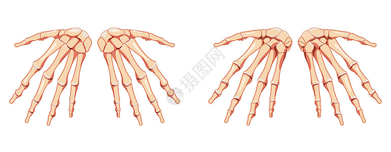 手骨架人体正面和背面视图 一组腕骨 手腕 掌骨 指骨 解剖学上正确的 3D 平面男人手指插图股骨手臂绘画卡通片草图男性染色图片