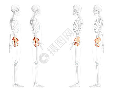 人类侧面的横向视图 部分是透明的骨头位置 一套3D实际平坦的立体平板图片