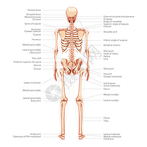 人类图背面的后部视图 所有部分都贴有标签 平板自然颜色矢量插图教学图片