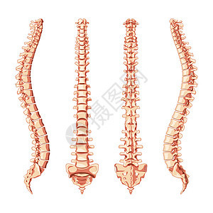 人的脊柱在前面 后面 侧面 矢量平面逼真的椎骨组颈椎 胸椎 腰椎 骶骨图片