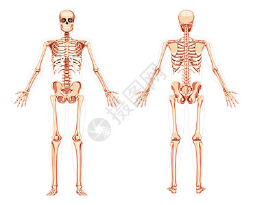 脊柱模型Skeleton 人类图的前身背着前侧的后景 一套现实的平板概念自然颜色矢量插画