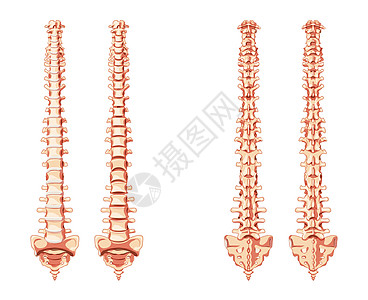 人类脊椎柱脊椎脊椎骨解剖前部 背面和不背面的异形盘片背景图片