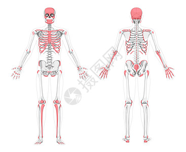 坟人类可触动骨骼区骨架 前后后背视图 矢量图示平面灰度 红色插画