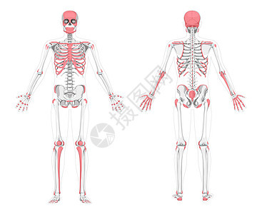 人类可触动骨骼区骨架 前后后背视图 矢量图示平面灰度 红色图片