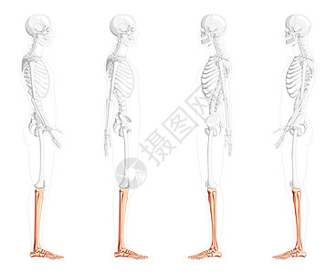 骨骼部位 纤维 脚 人类侧面的横向视图 部分骨头姿势透明 从解剖学角度讲图片
