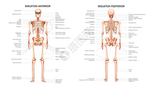人类图前头的外侧视图带有贴有标签的人体部件 一套平板自然颜色概念(图)图片