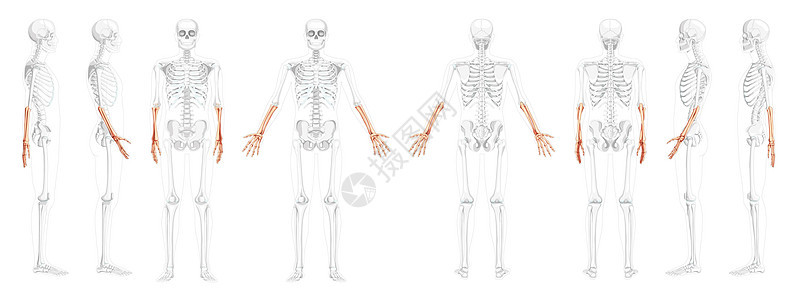 人类半径 手前背向后方视图 部分骨骼位置透明 一套解剖学图案图片