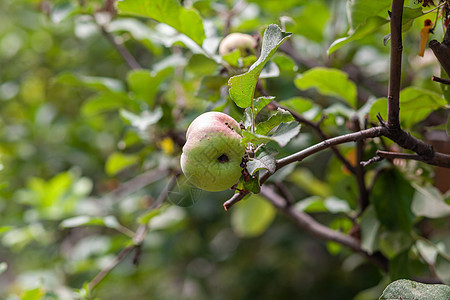 一只绿色的虫子吃苹果在花园树枝上举重叶子真菌农业生长食物害虫果园苹果树昆虫植物图片