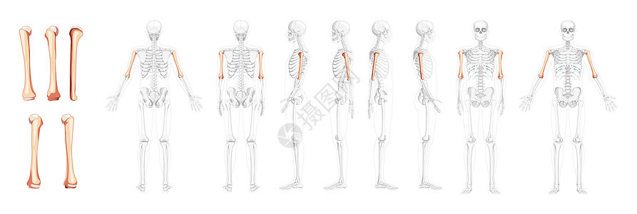 人类前面后侧视角 部分骨骼位置透明 3D现实平坦的自然状态插图身体解剖学女士胸骨三角肌胸部肱骨肩膀药品背景图片