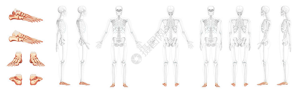 人类的后侧视角 有部分透明骨骼的位置 现实主义的平饱和度(EPF)图片