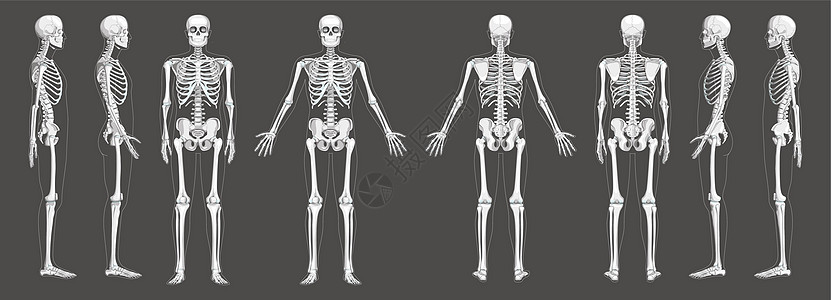 人类前方有两臂的后侧外观 带有呼吸 横向和背面视图 一套灰度平板图片