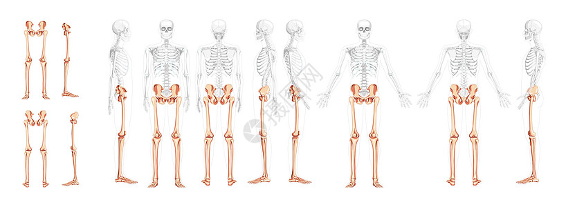 一组下肢人骨盆 腿 大腿脚 脚踝骨架前背侧视图 部分透明身体背景图片
