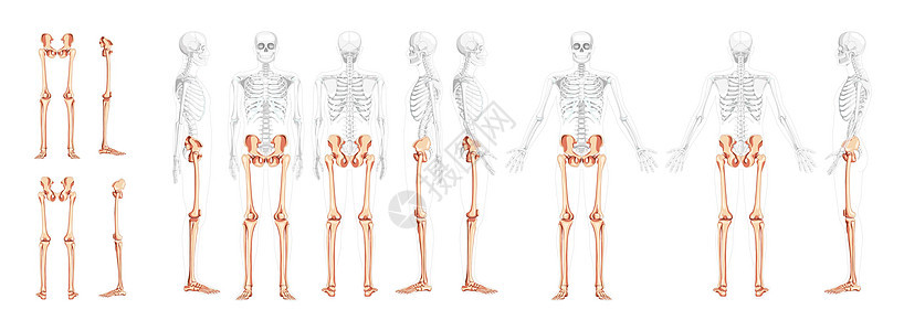 一组下肢人骨盆 腿 大腿脚 脚踝骨架前背侧视图 部分透明身体背景图片
