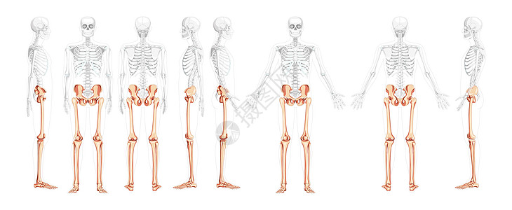 双腿 脚脚 脚踝 脚踝和部分透明体形的Skeleton背向后侧视角图片