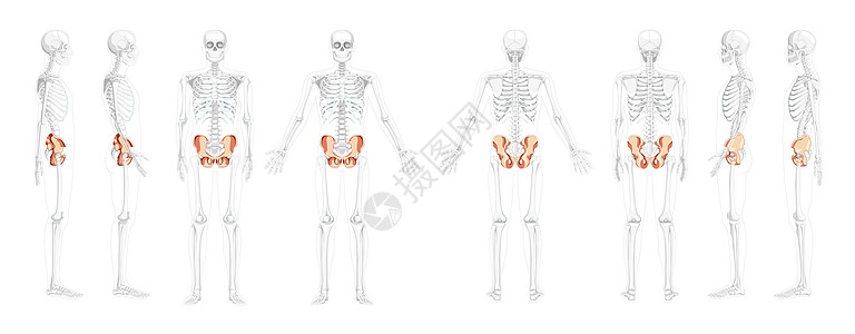 人类前部后侧视图 部分骨骼位置透明 3D现实平坦的平面板块图片