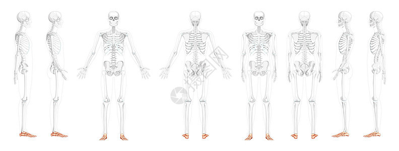 人类的后侧视角 部分是透明的骨头位置 3D现实型平坦式立方公尺图片