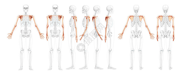 一组塞勒顿上肢臂 肩着人类前部后侧视线 部分骨头姿势透明图片