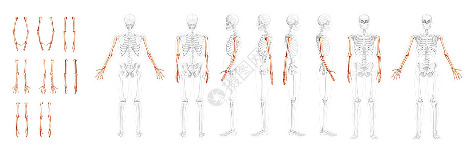 人类的后侧视角 部分有透明的骨头位置 手 前臂 实事求是的平坦插图胸部骨骼肩胛骨手臂女性肩膀脊柱男人弯头图片