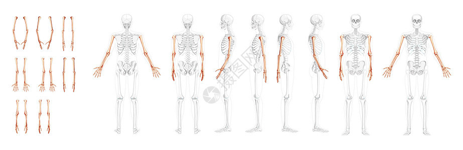 人类的后侧视角 部分有透明的骨头位置 手 前臂 实事求是的平坦插图胸部骨骼肩胛骨手臂女性肩膀脊柱男人弯头图片