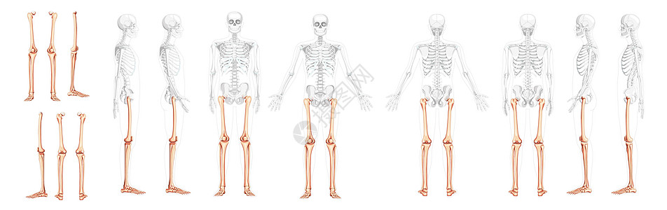 人体前部后侧视角 部分骨骼位置透明 大腿股骨(Hephur)图片