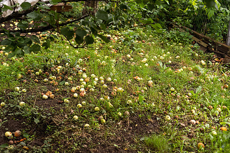 果园里掉落的苹果 工业苹果 收获 苹果背景 躺在地上的苹果图片