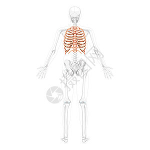 以部分透明的骨头姿势 将人类的背面置于骨骼上 一套现实的3D平方图片