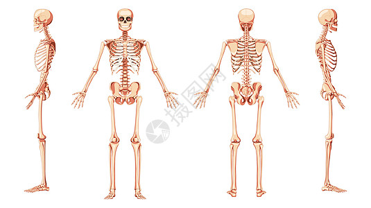 骨架人前后两侧视图 双臂张开姿势腹侧 侧向和背侧视图 现实的一套图片