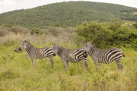 在非洲的草地上站立着斑马牧群图片