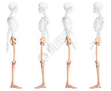 一组低肢人皮腿 Thits脚 Skeleton侧面的横向视图 其身体姿势部分透明图片