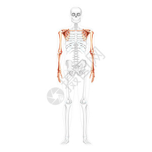 骨架上肢手臂带肩带部分透明骨骼位置的人体前视图 解剖学上图片