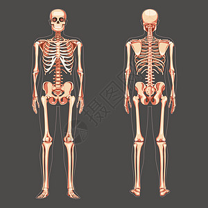 Skeleton 人类图的前背视图 一组平板自然颜色概念矢量插图解剖练习板图片