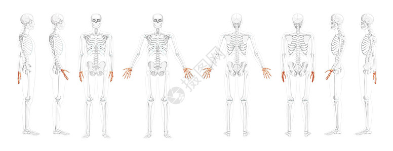 人体前部后侧视图 部分是透明的骨头位置 胸骨 手腕 外形颈部3D图片