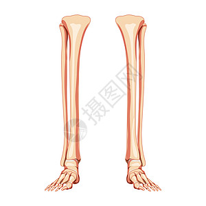 腿胫骨 腓骨 脚 脚踝骨骼 人体正面 前腹面观 一组解剖学上正确的 3D 逼真平面图片
