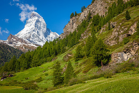 与瑞士Matyhorn和Zermatt草原一起的古老树林景观图片