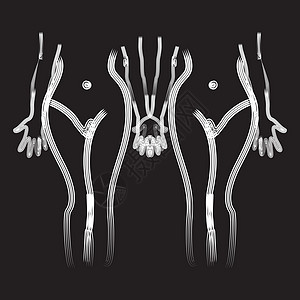 女性身体前部草图 有最微小的线条时尚艺术极简插图画线主义者绘画女士一条线黑色图片