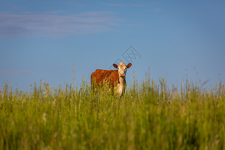 巴西南部农村的单头奶牛 看着摄影机图片